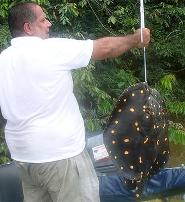 2867_Mark Jones_Bigtooth River Stingray_Potamotrygon henlei.jpg